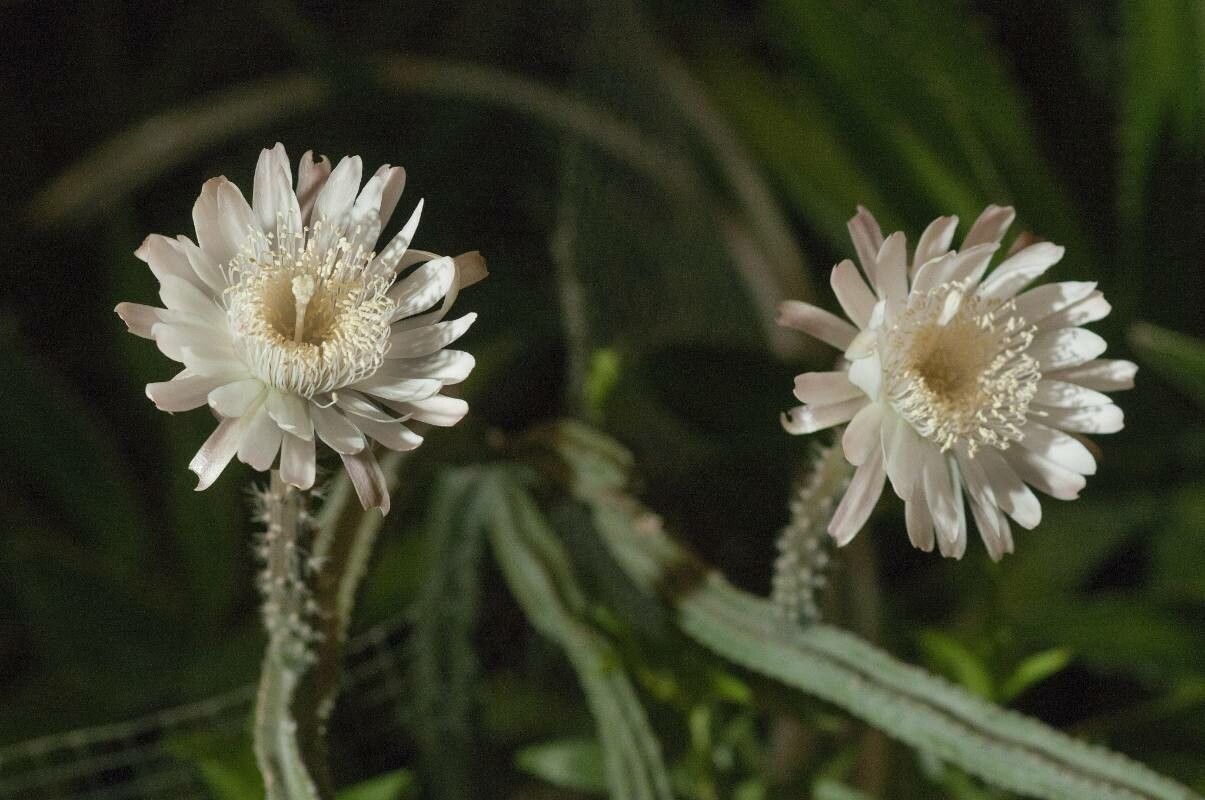 Peniocereus greggii flower