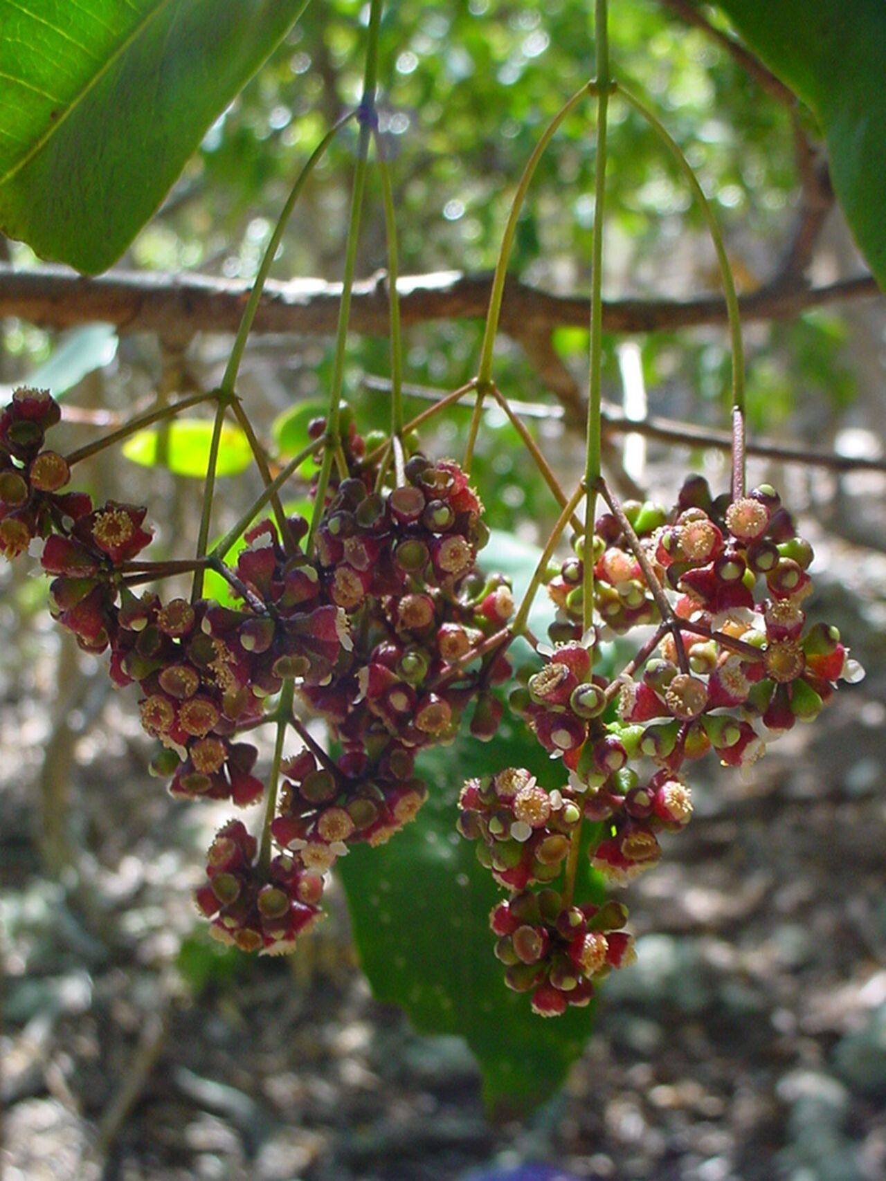 Syzygium pendulinum — houseplant care guide