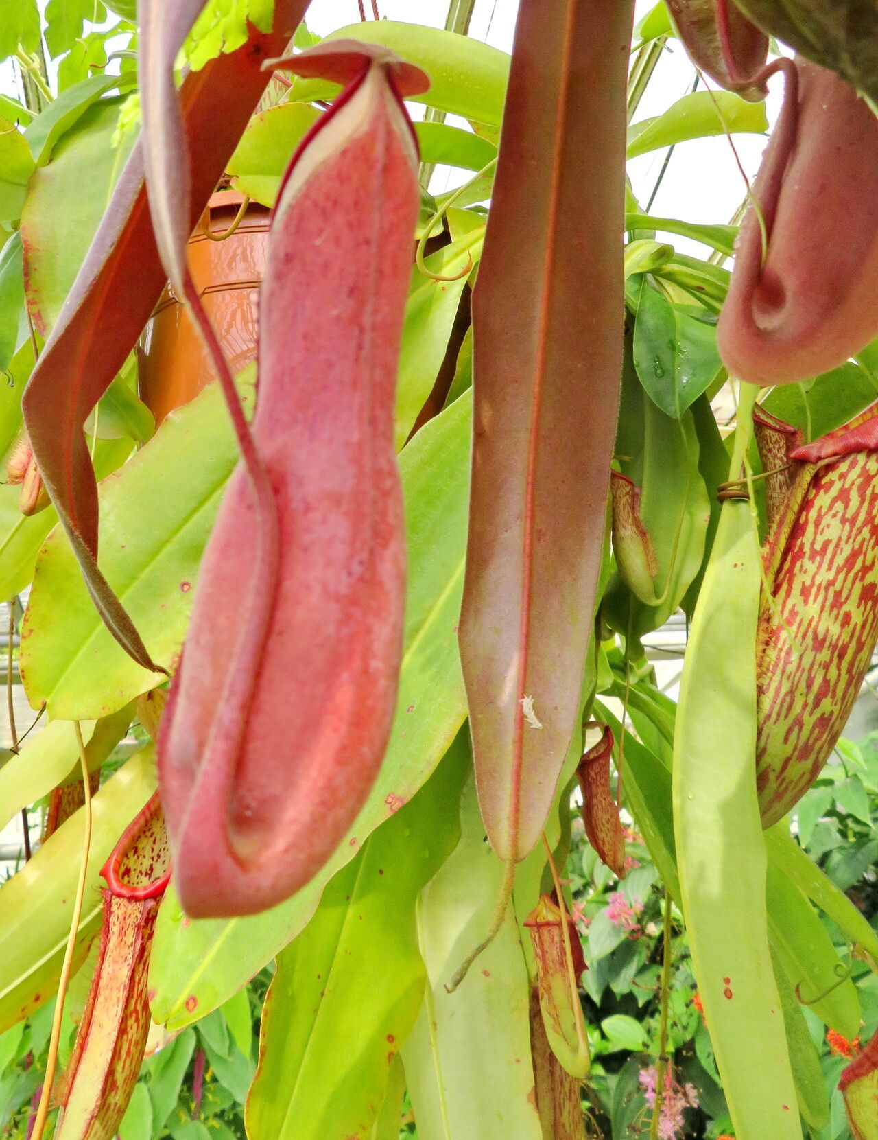 Nepenthes albomarginata habit