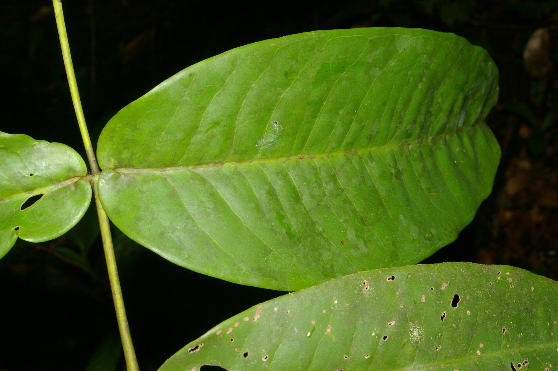 Mouriri cyphocarpa leaf