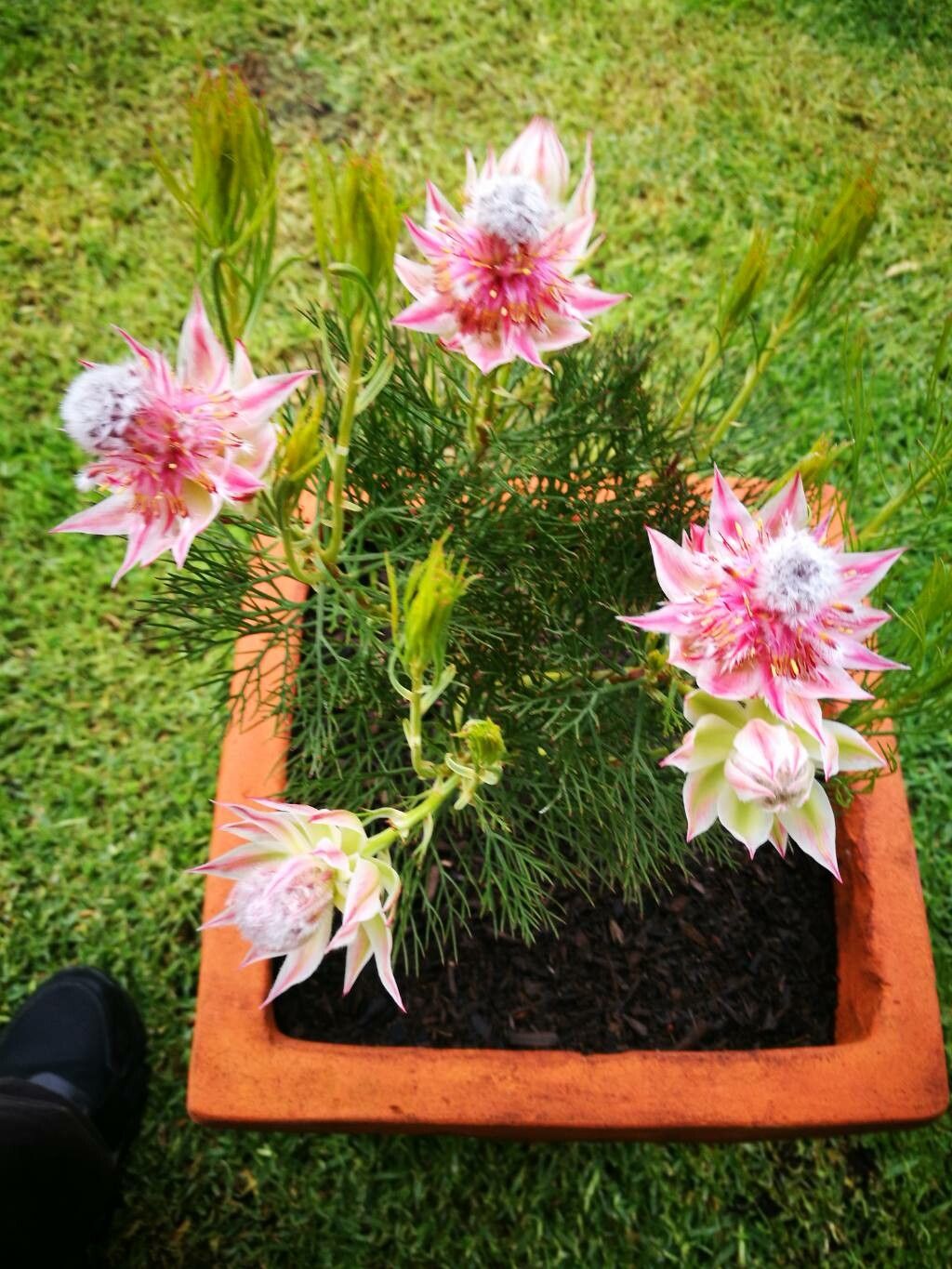 Serruria florida flower