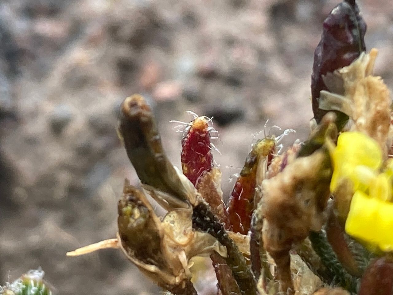 Draba pennell-hazenii fruit