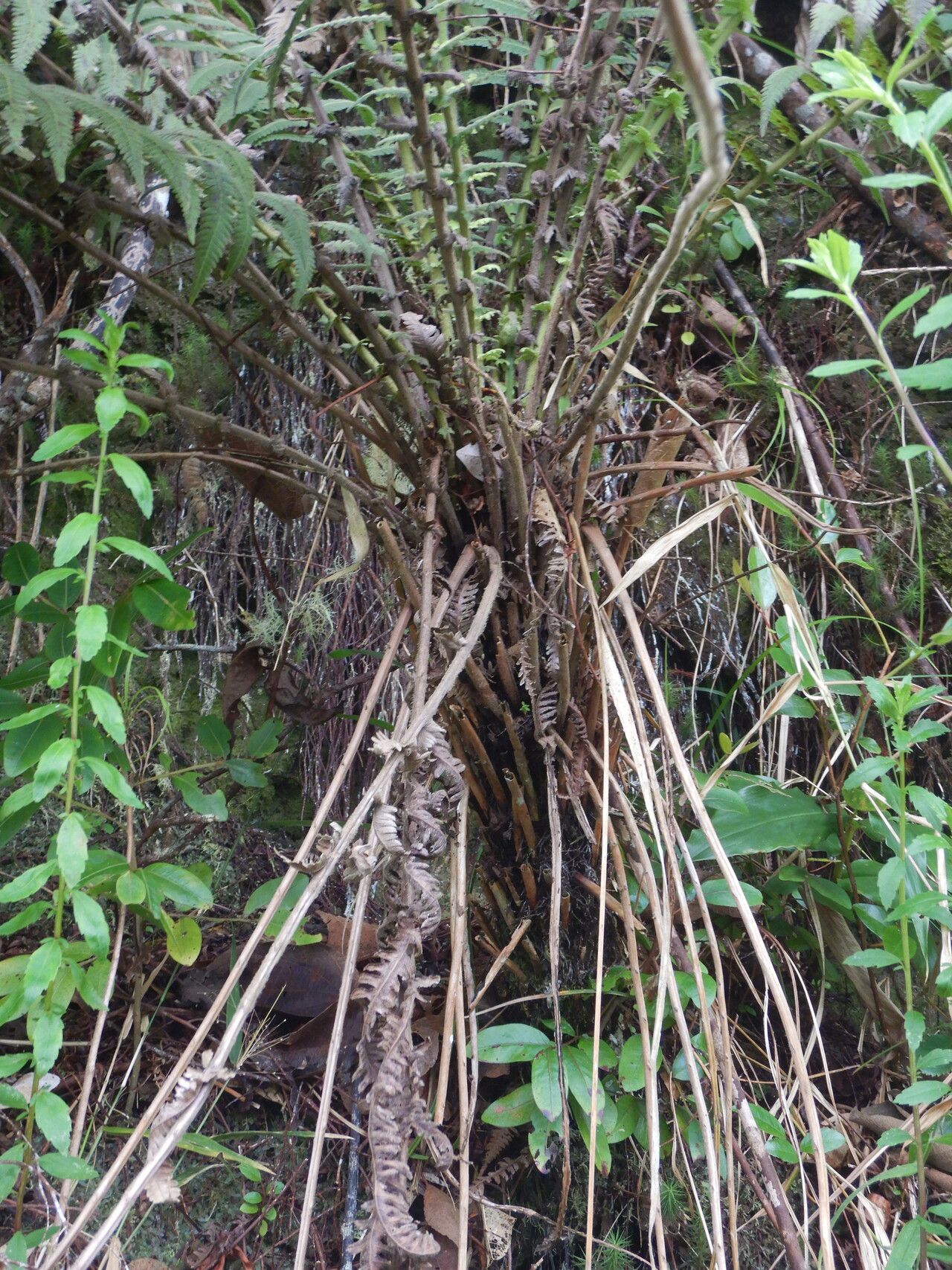 Thelypteris heteroptera bark