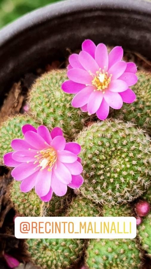 Rebutia perplexa flower