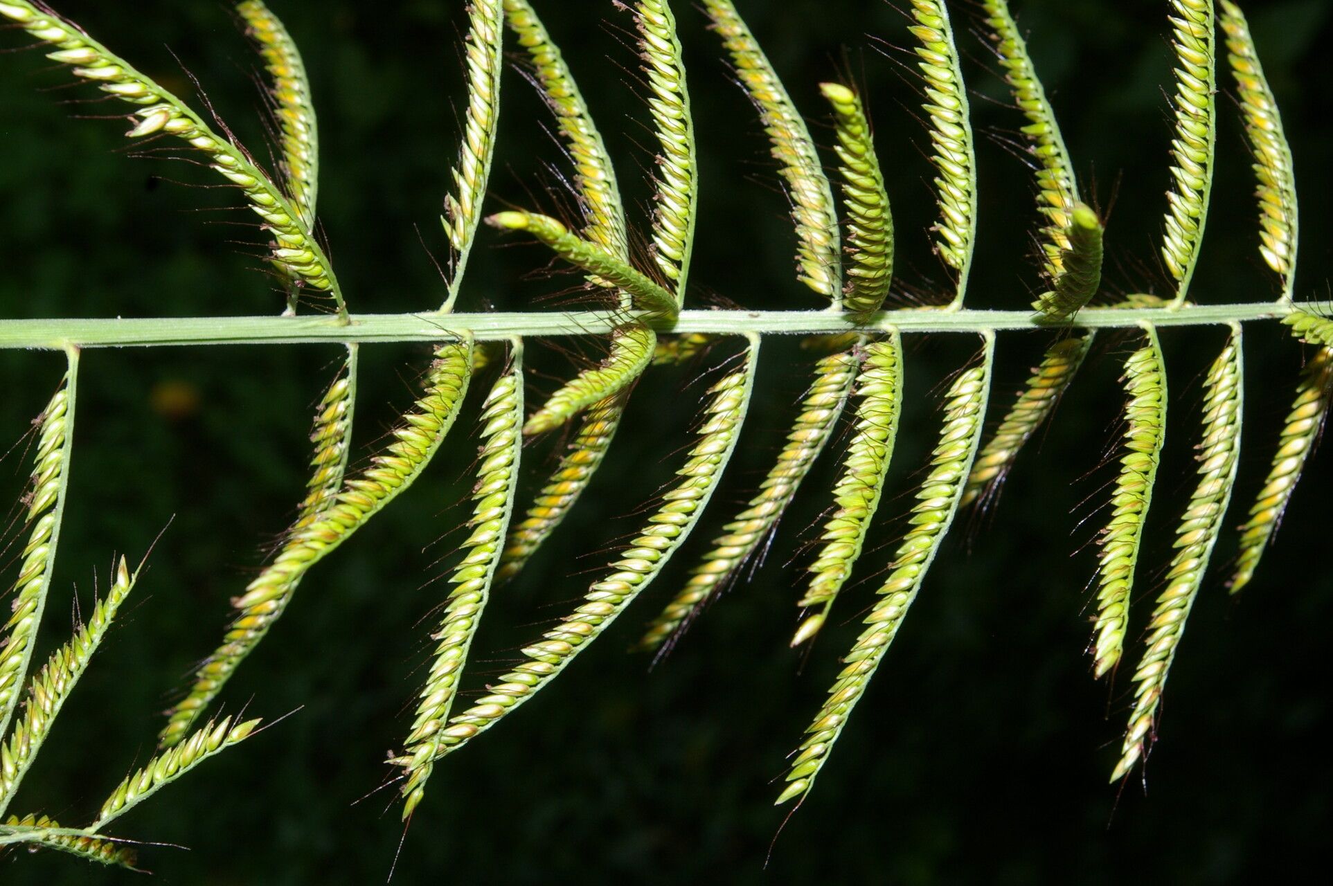 Ixophorus unisetus fruit