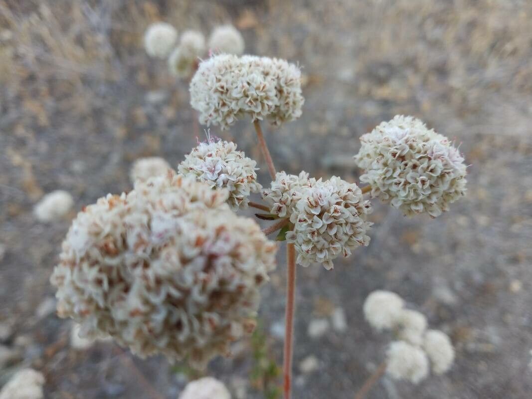 Eriogonum latifolium flower