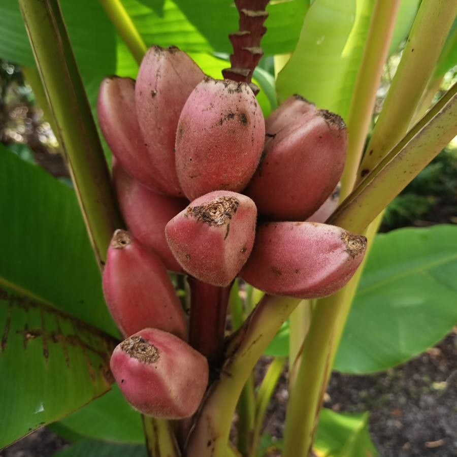 Musa velutina fruit