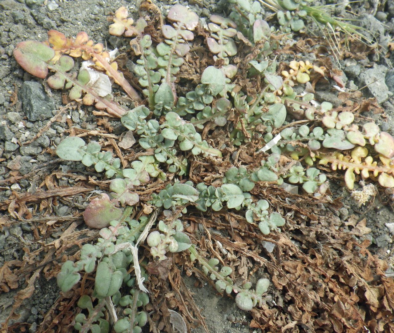 Taraxacum aphrogenes habit