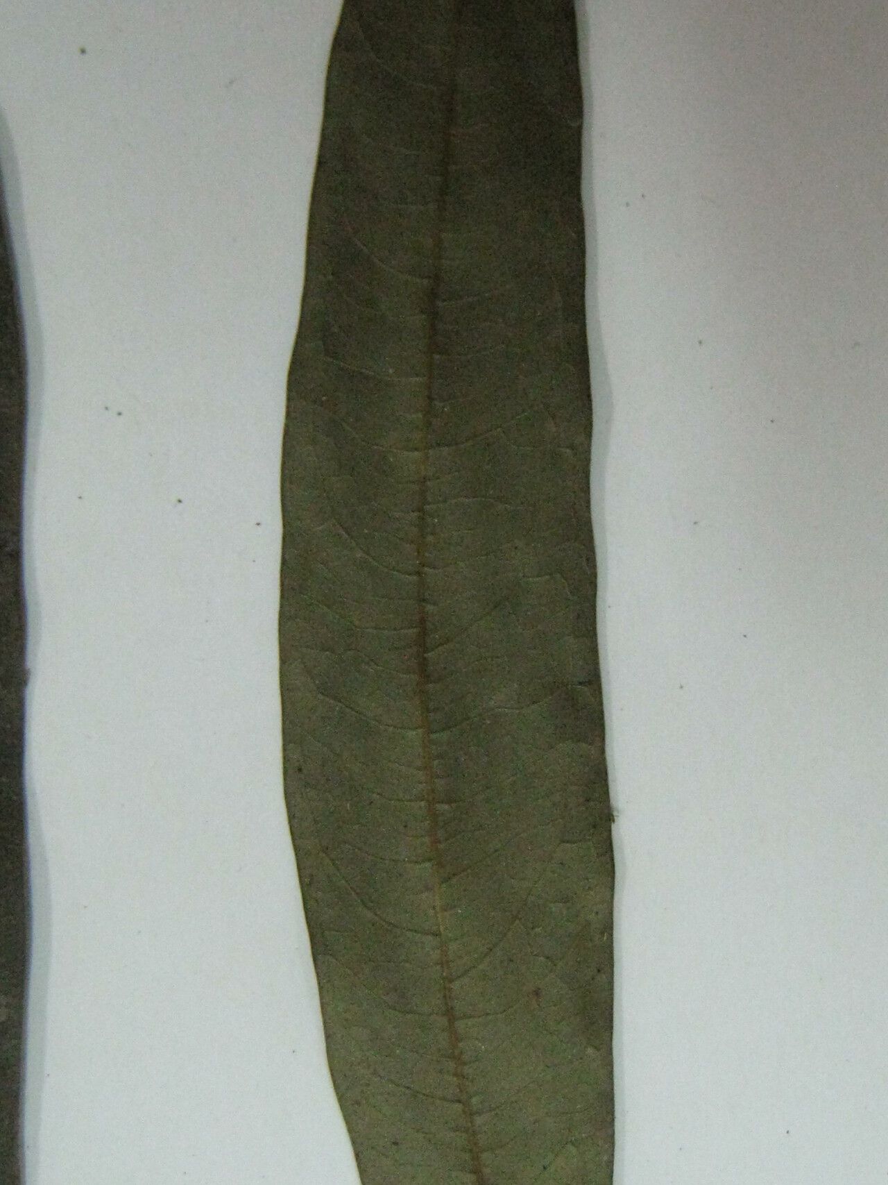 Inga lateriflora other