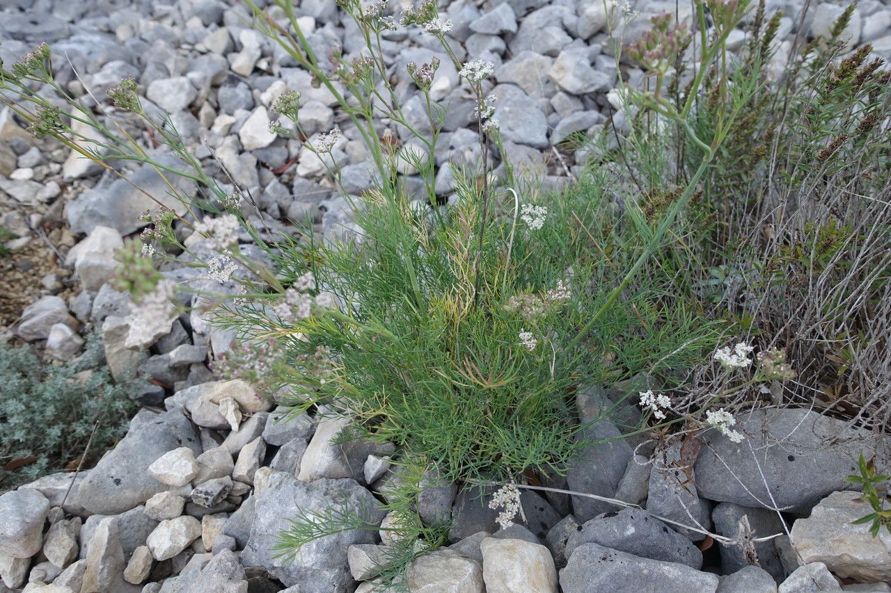 Seseli galloprovinciale leaf