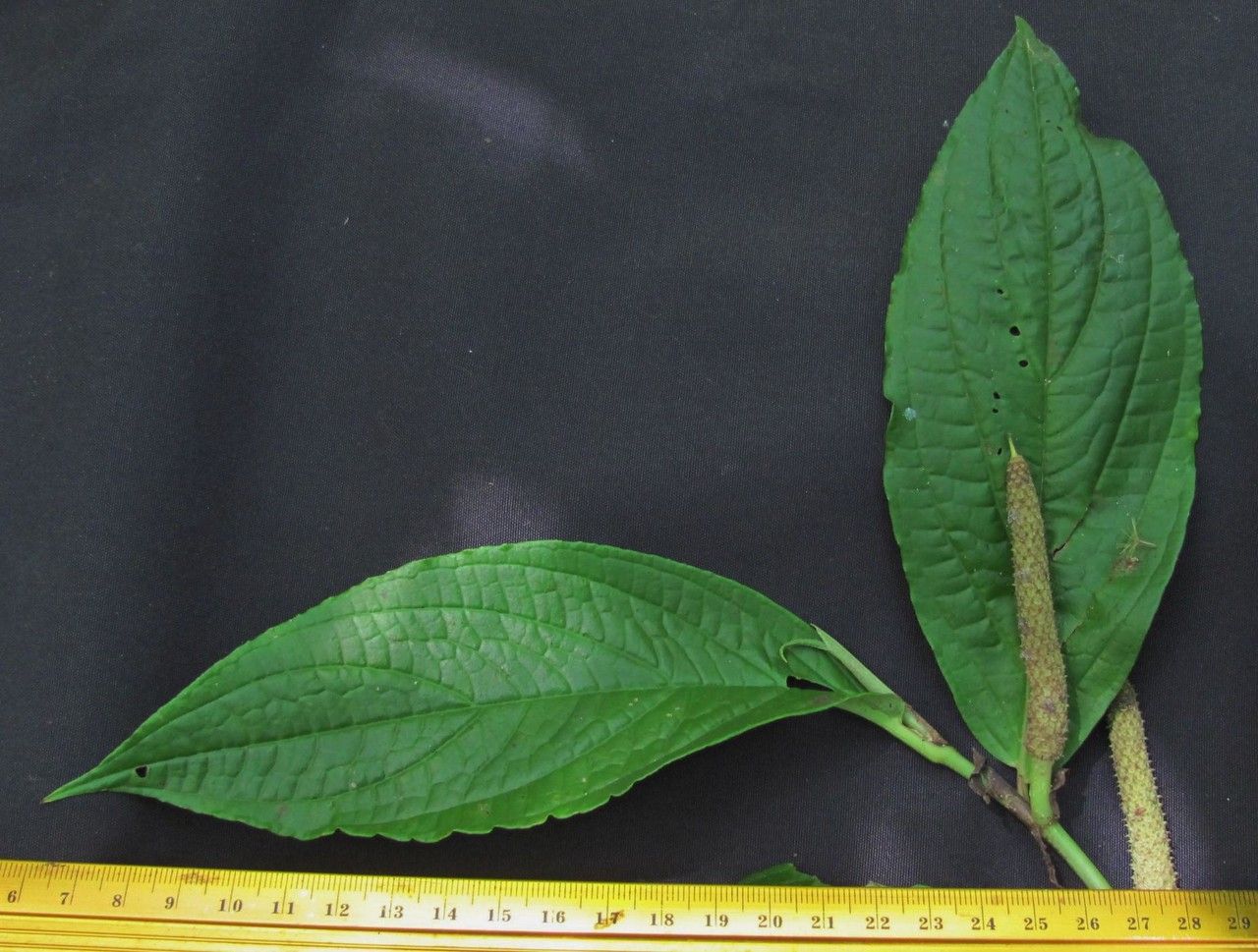 Piper epigynium leaf