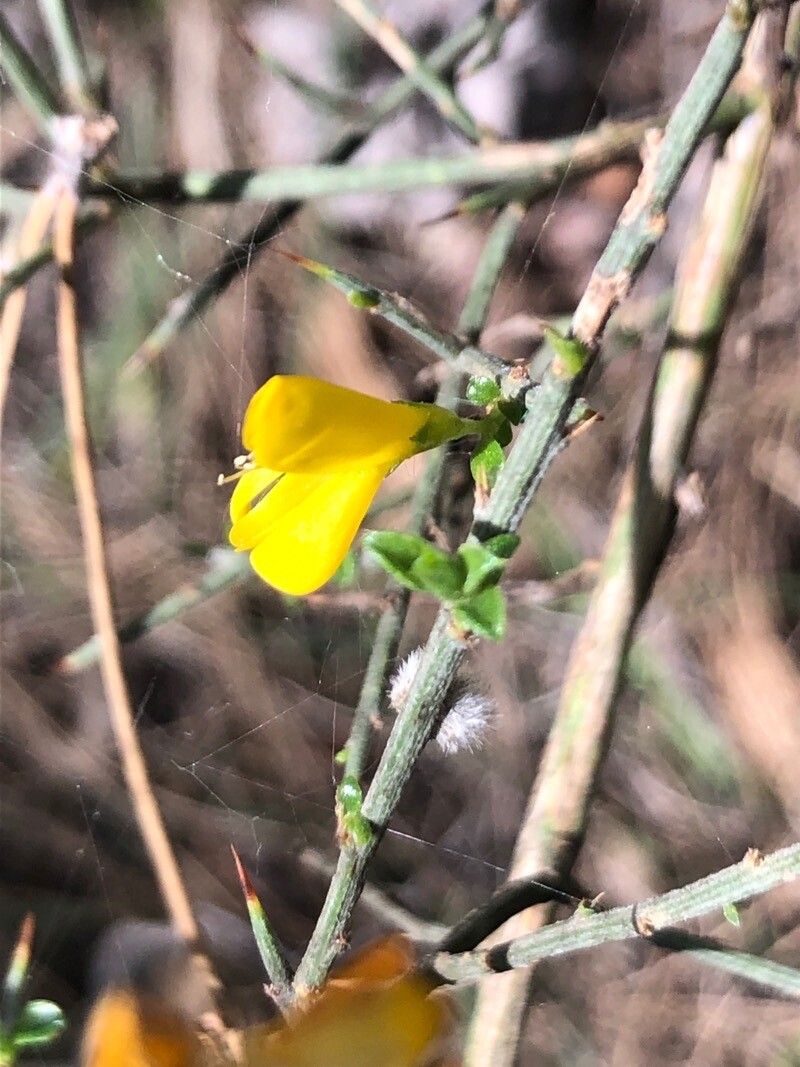 Genista anglica flower