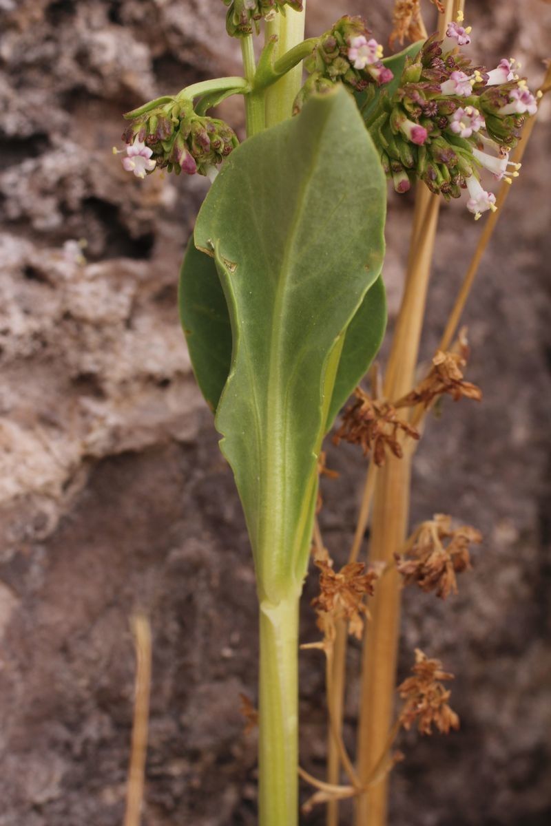 Valeriana urbani leaf