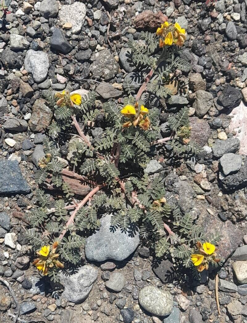 Adesmia corymbosa habit