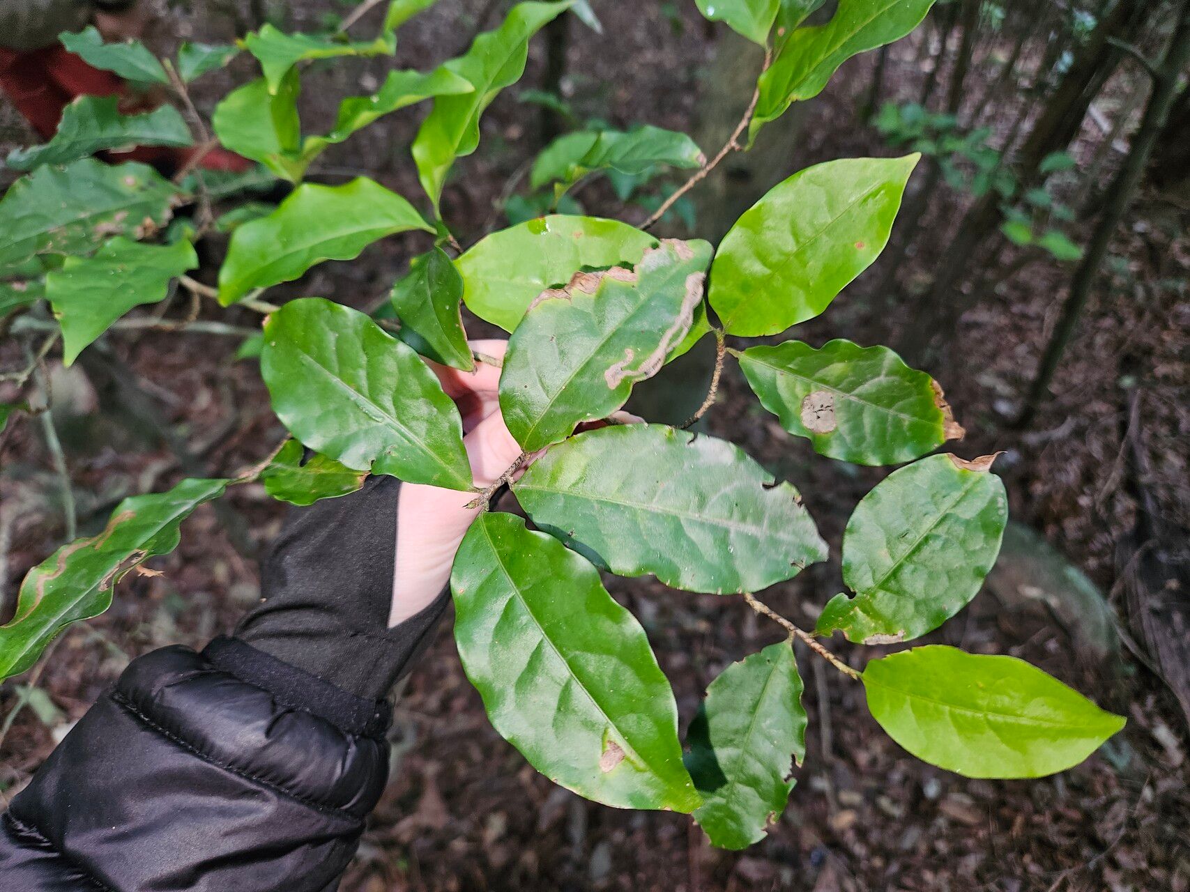 Erythroxylum cuspidifolium — houseplant care guide