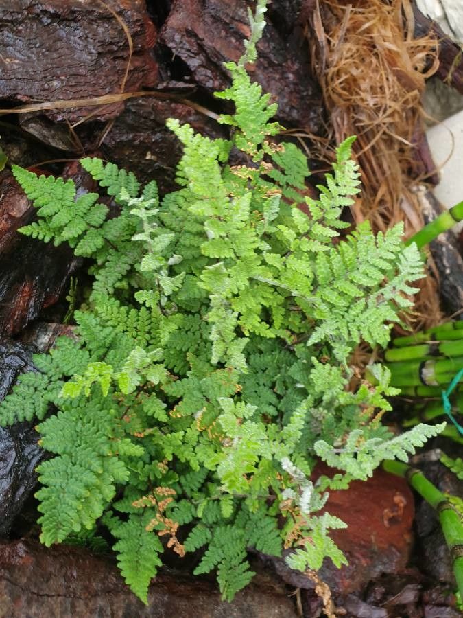 Cheilanthes lanosa flower