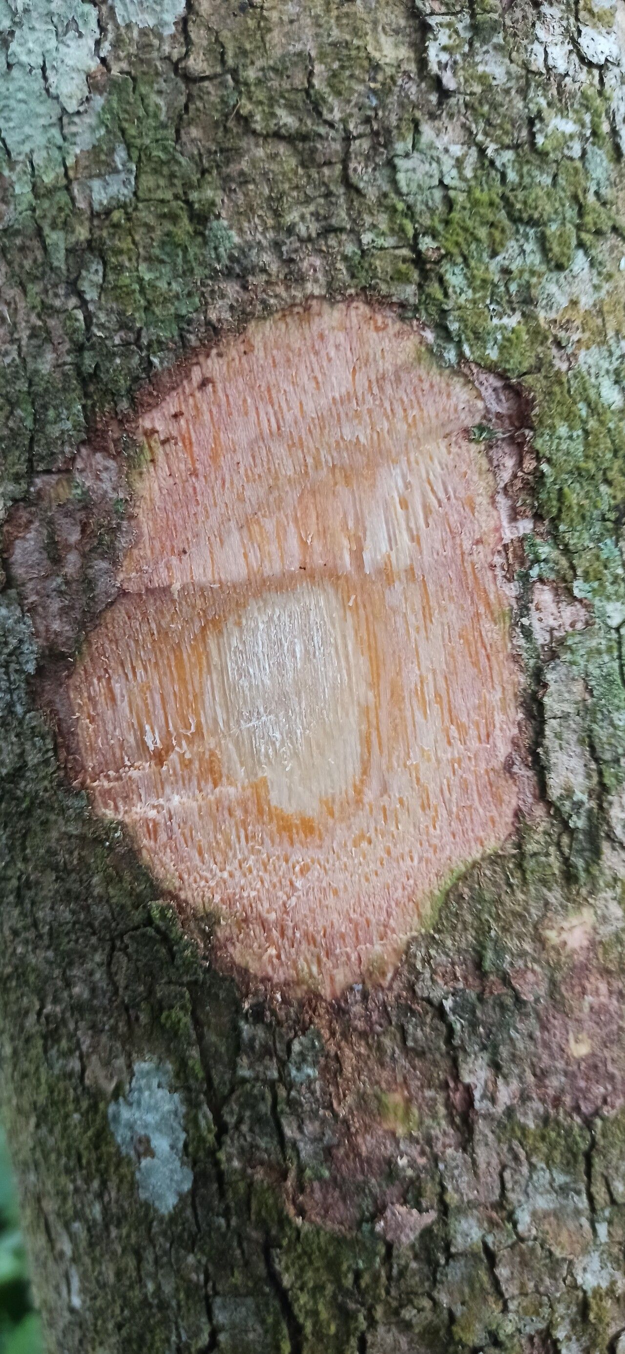 Margaritaria discoidea bark