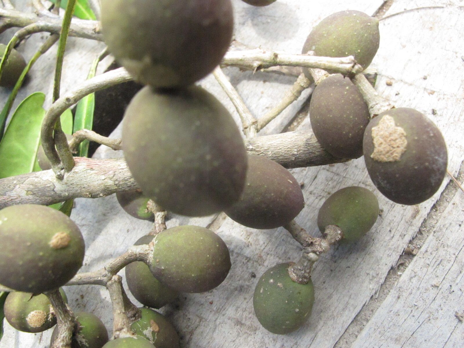 Noronhia verticillata fruit