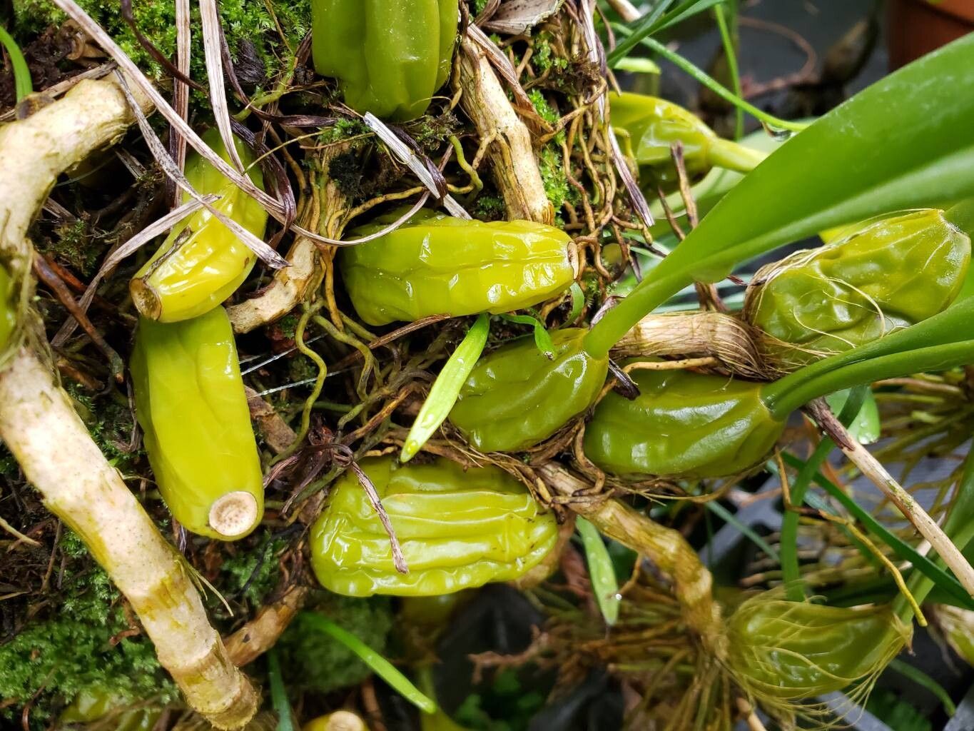 Bulbophyllum mastersianum other