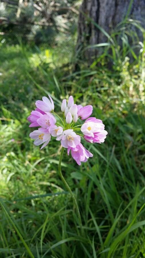 Allium narcissiflorum flower