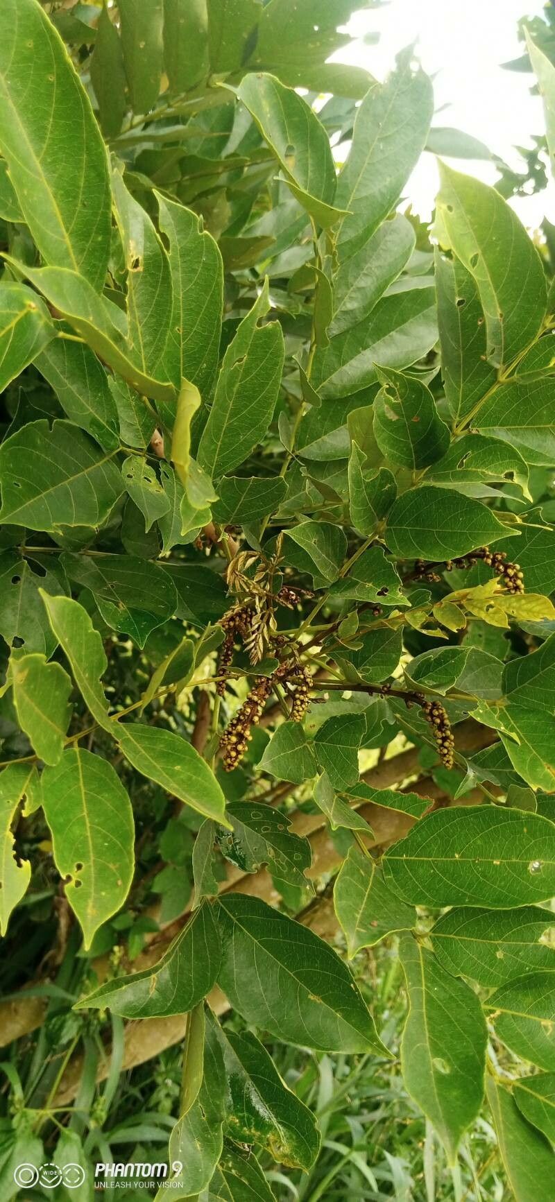 Millettia zechiana flower