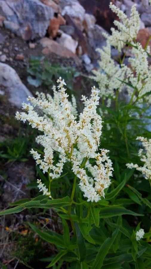 Aconogonum alpinum flower