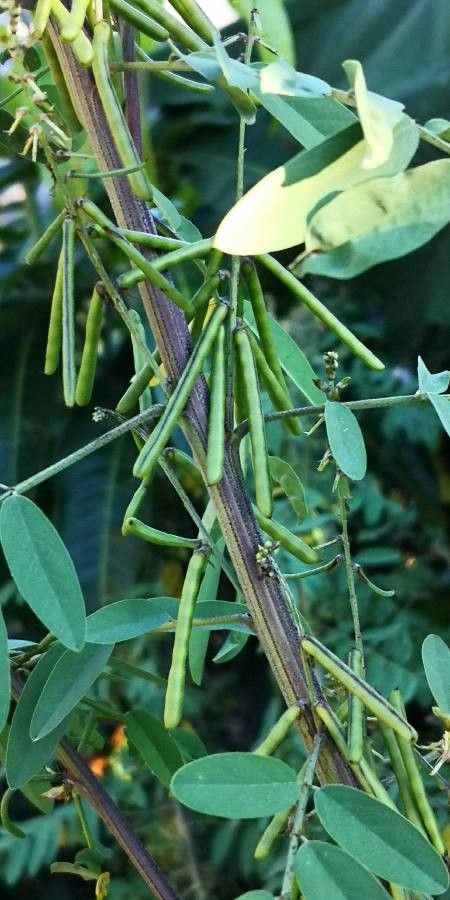 Indigofera tinctoria fruit