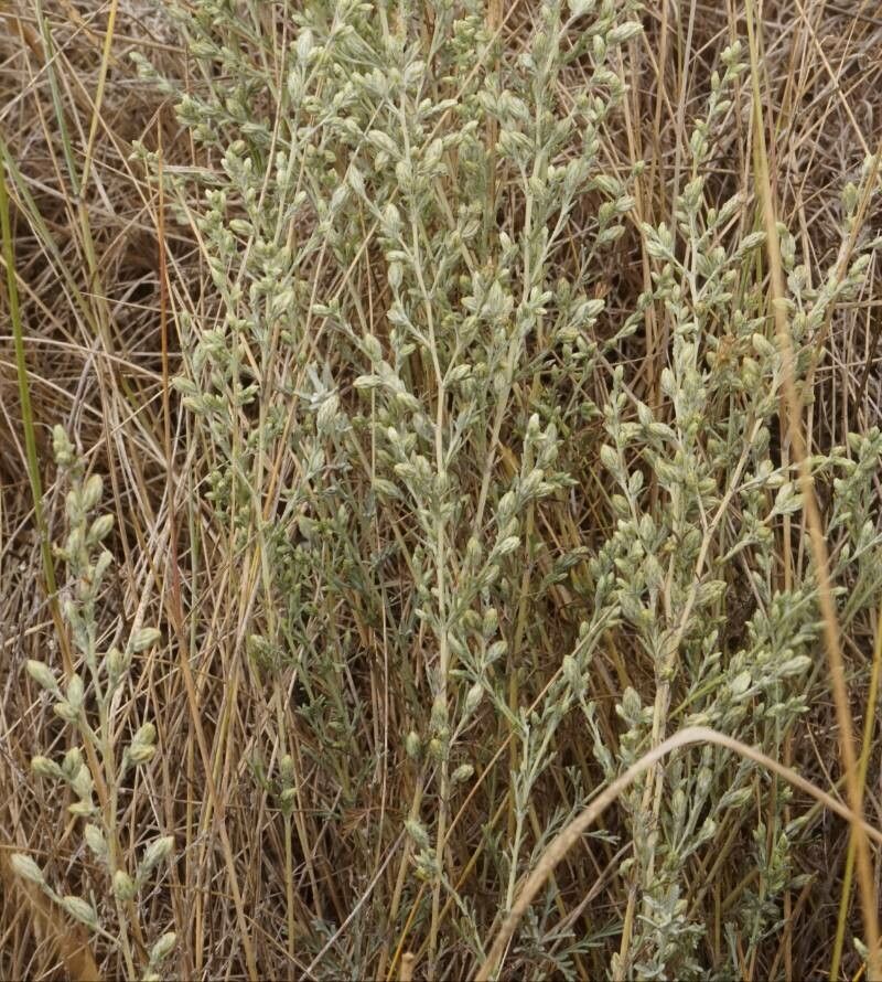 Artemisia maritima flower