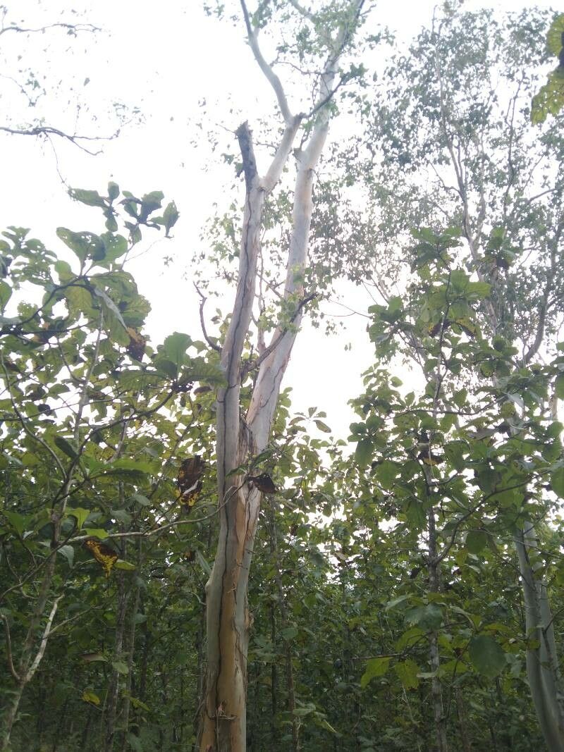 Eucalyptus deglupta leaf