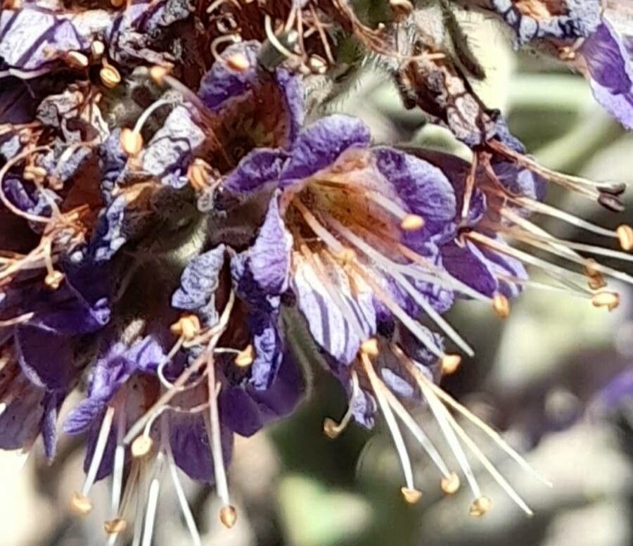 Phacelia secunda flower