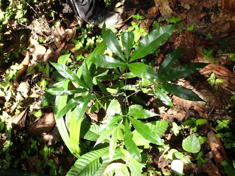 Vepris soyauxii — houseplant care guide