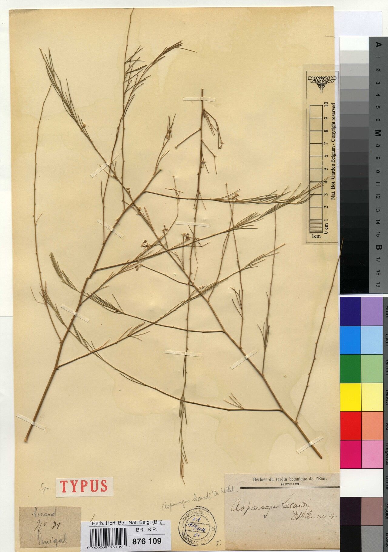 Asparagus lecardii — houseplant care guide