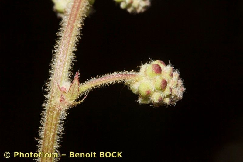 Sanguisorba hybrida fruit