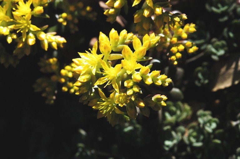 Sedum oblanceolatum flower