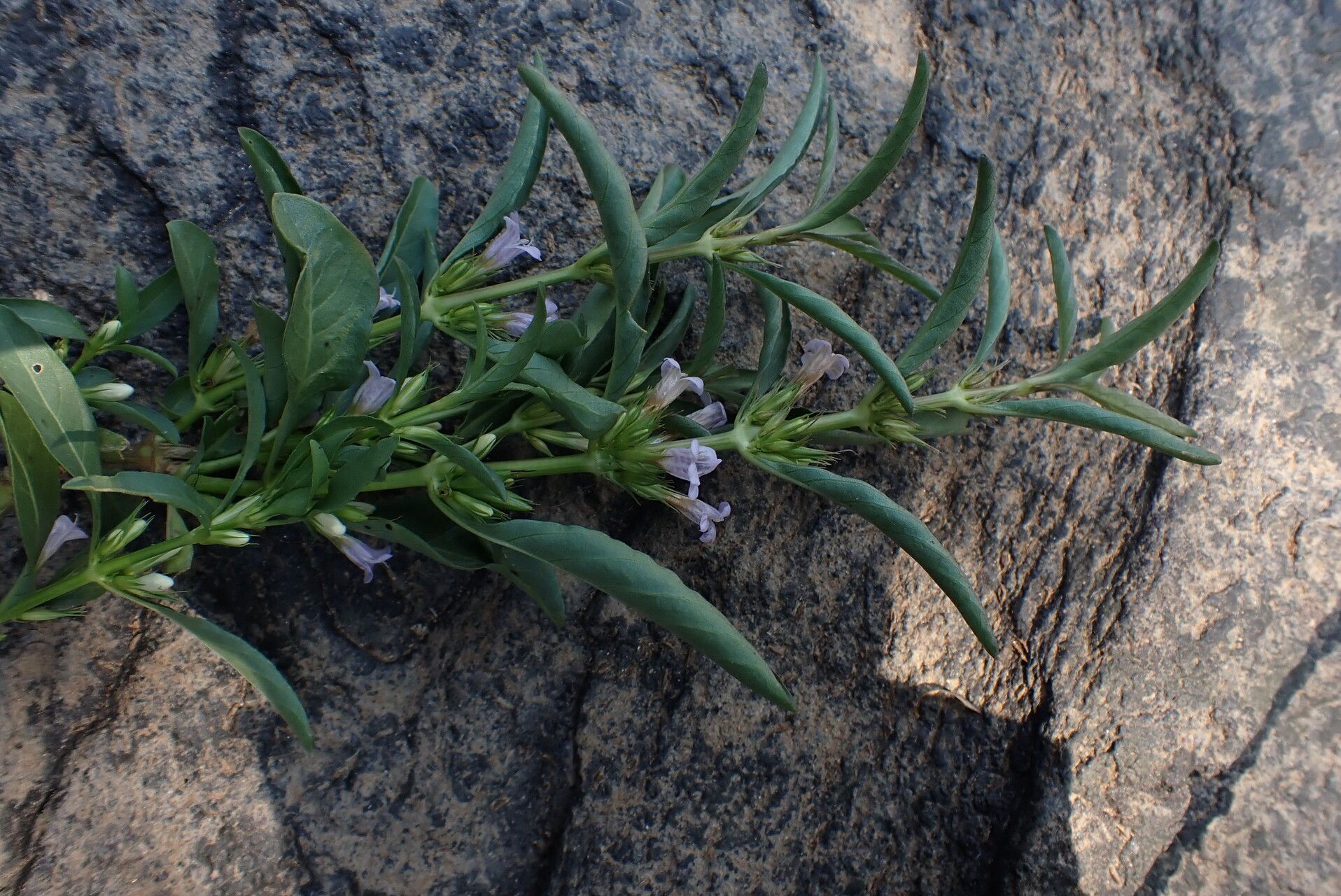 Dyschoriste nagchana habit