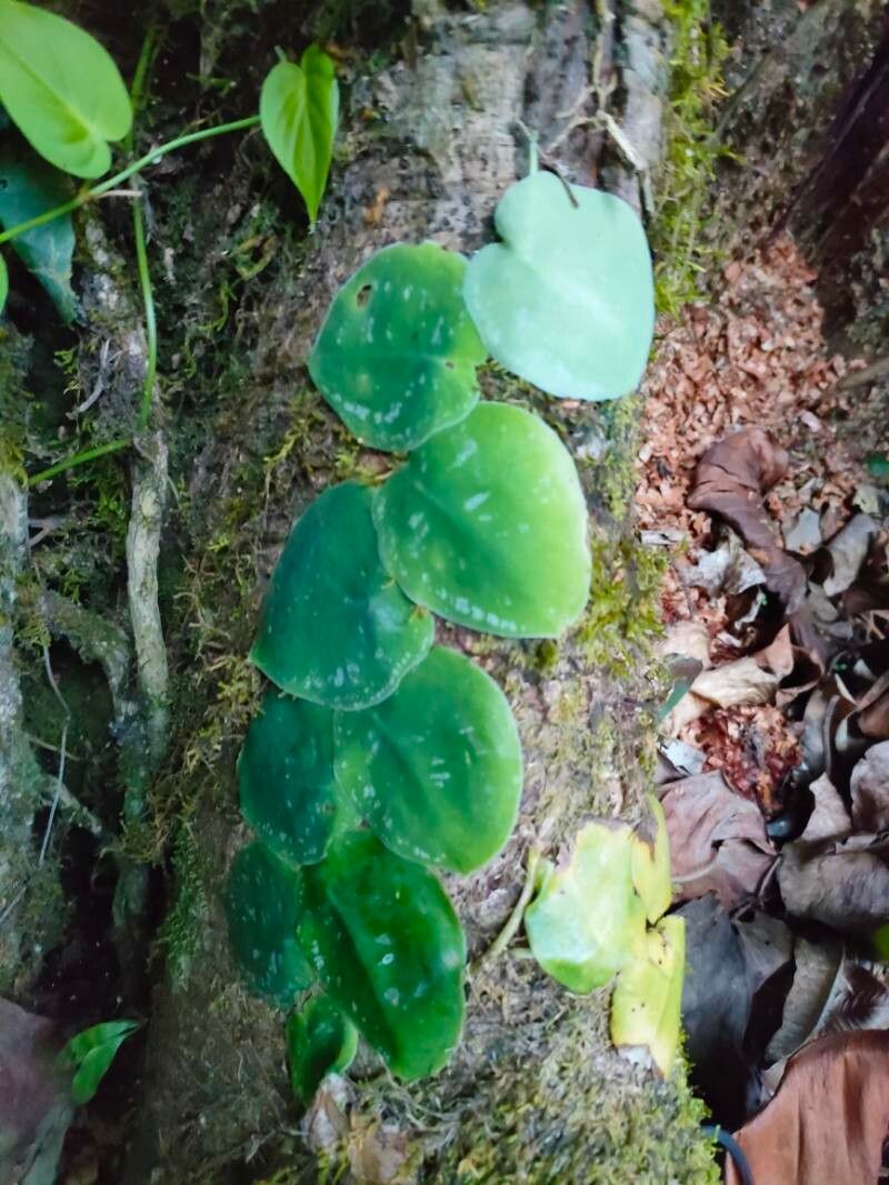 Monstera tuberculata leaf