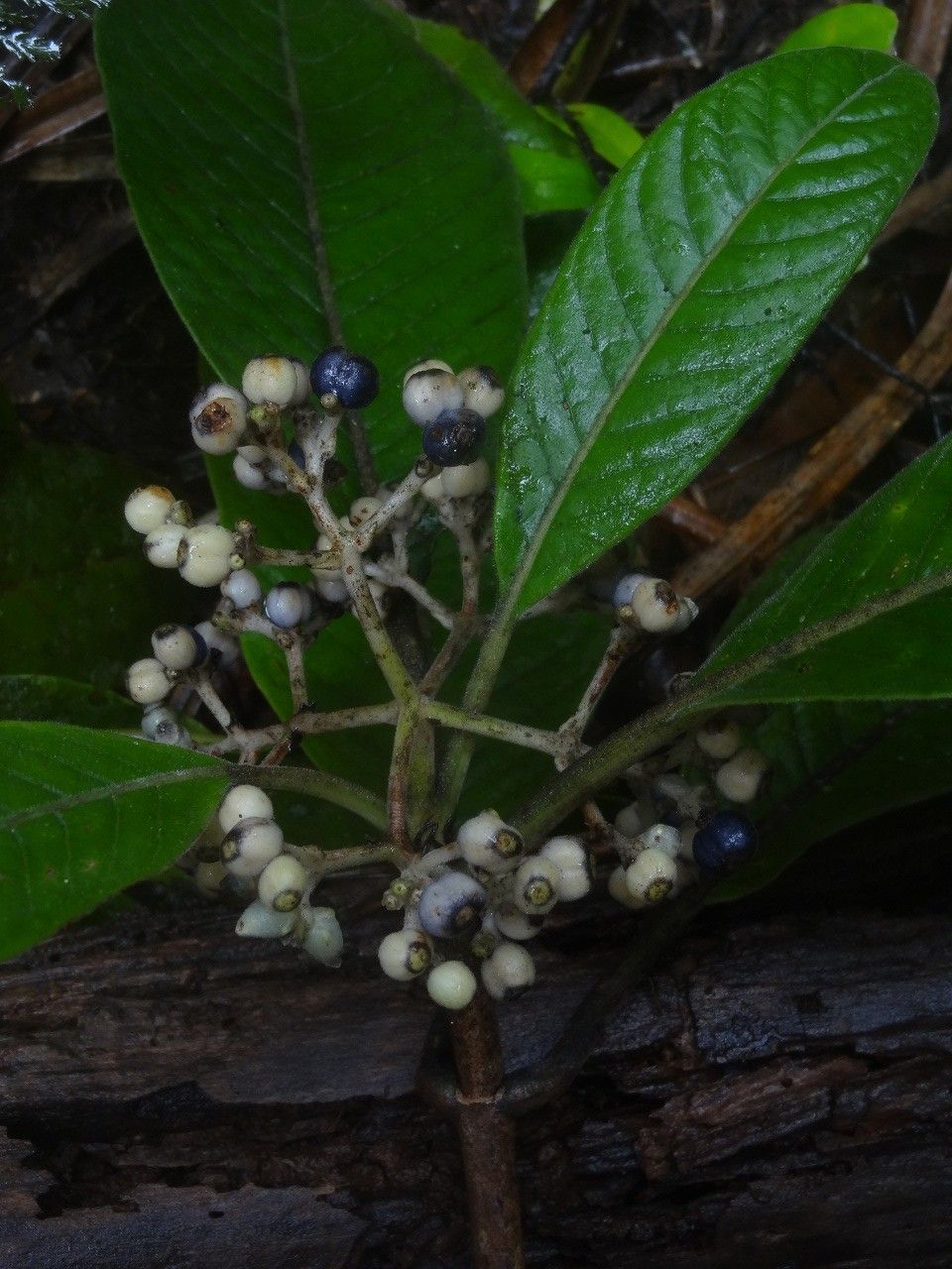 Psychotria pubituba habit