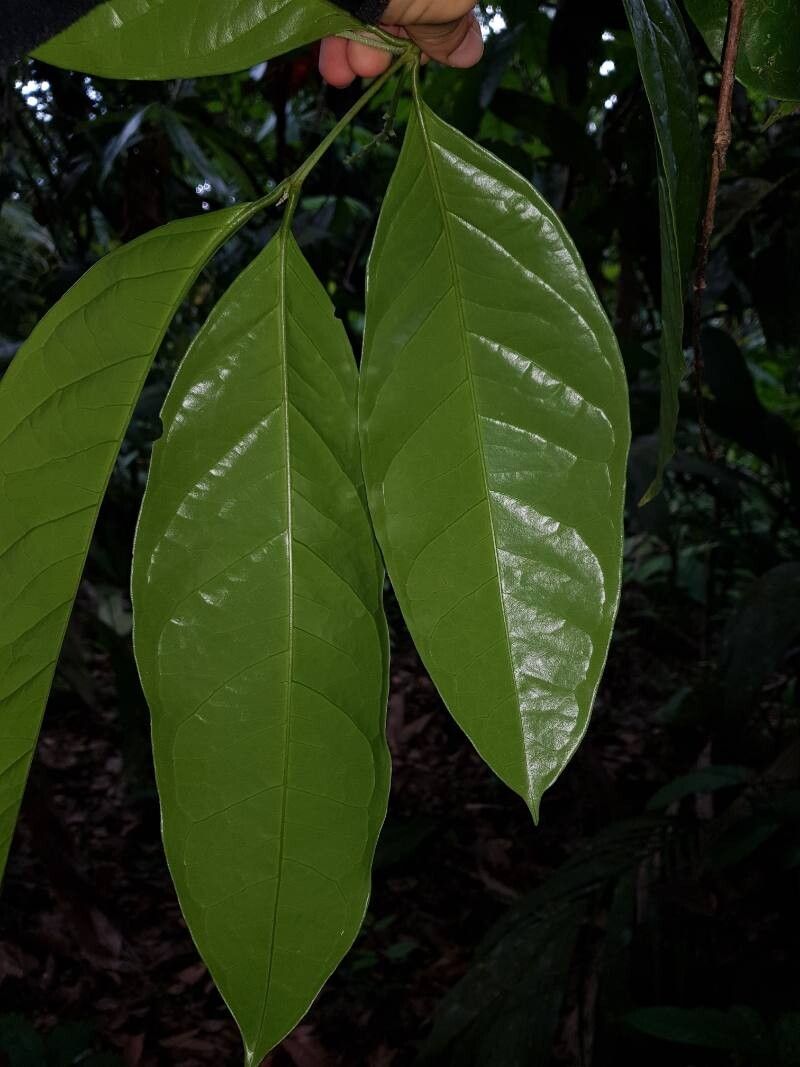 Bunchosia ursana — search result for 'Bunchosia'