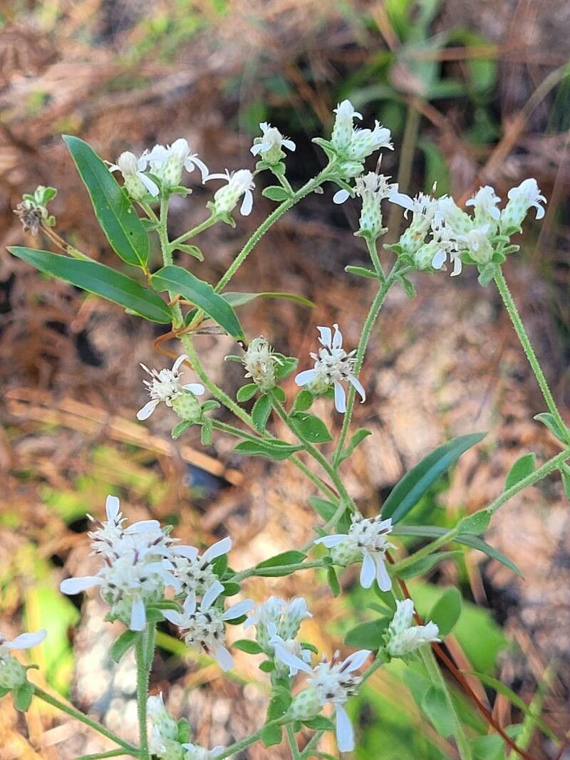 Sericocarpus tortifolius — houseplant care guide