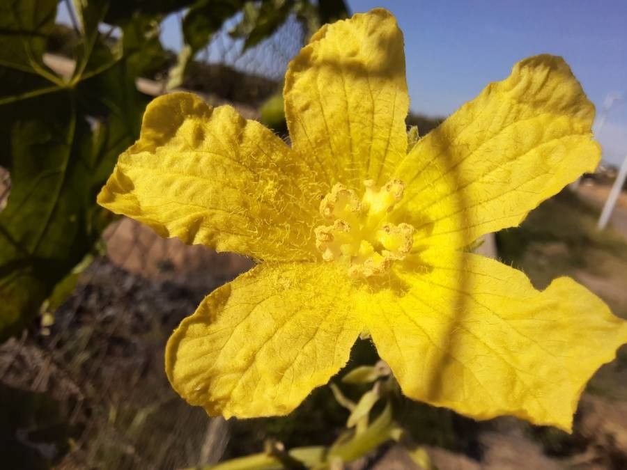 Luffa aegyptiaca flower