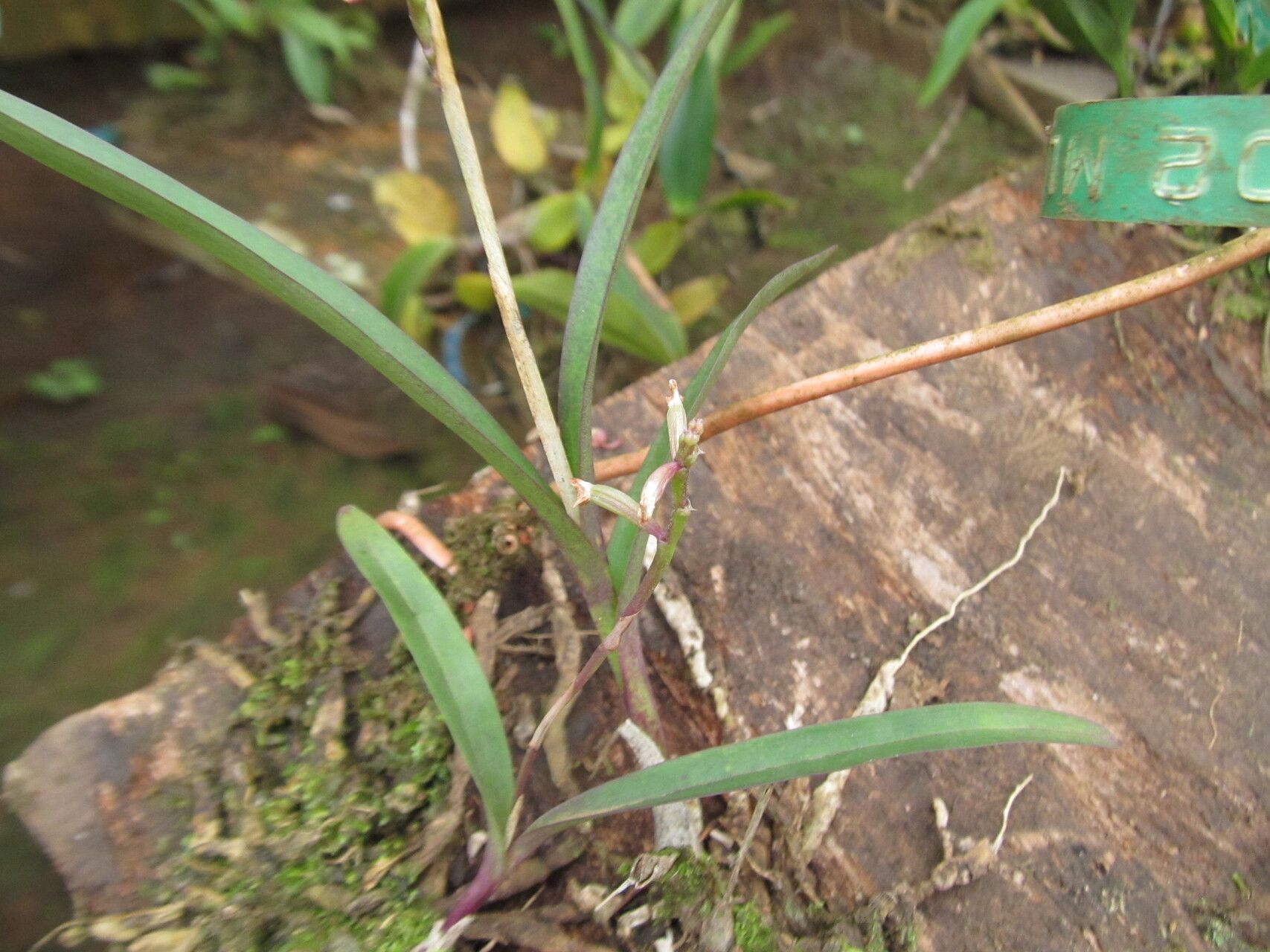 Polystachya modesta habit