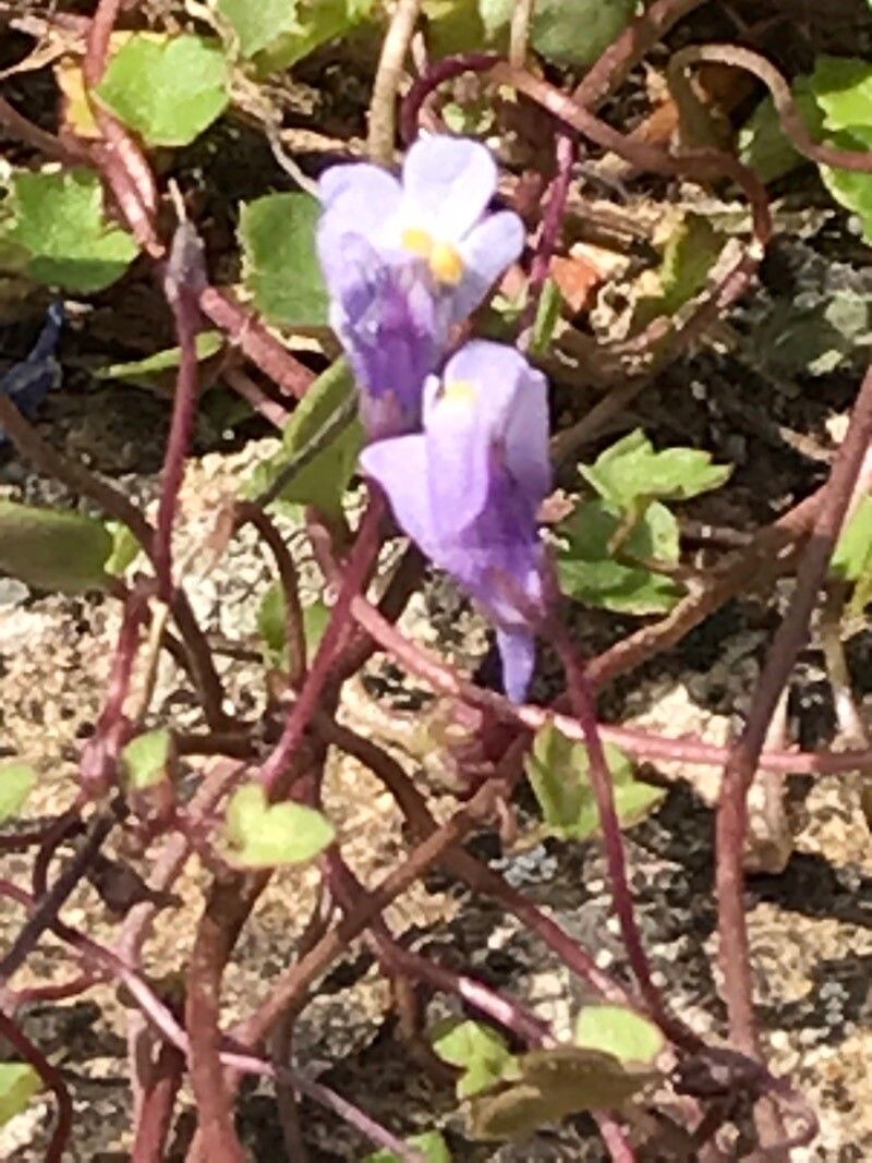 Linaria algarviana flower