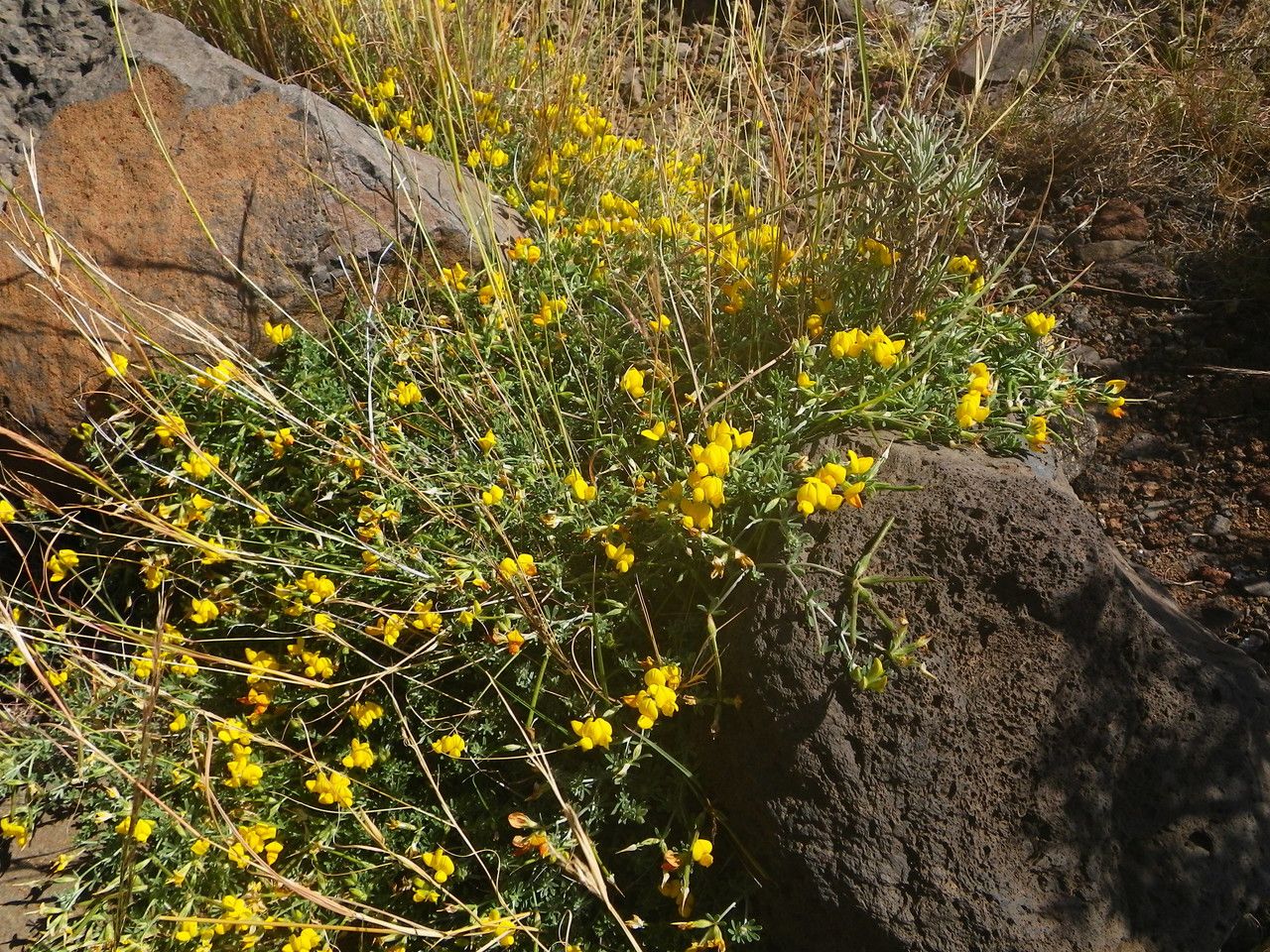 Lotus sessilifolius habit