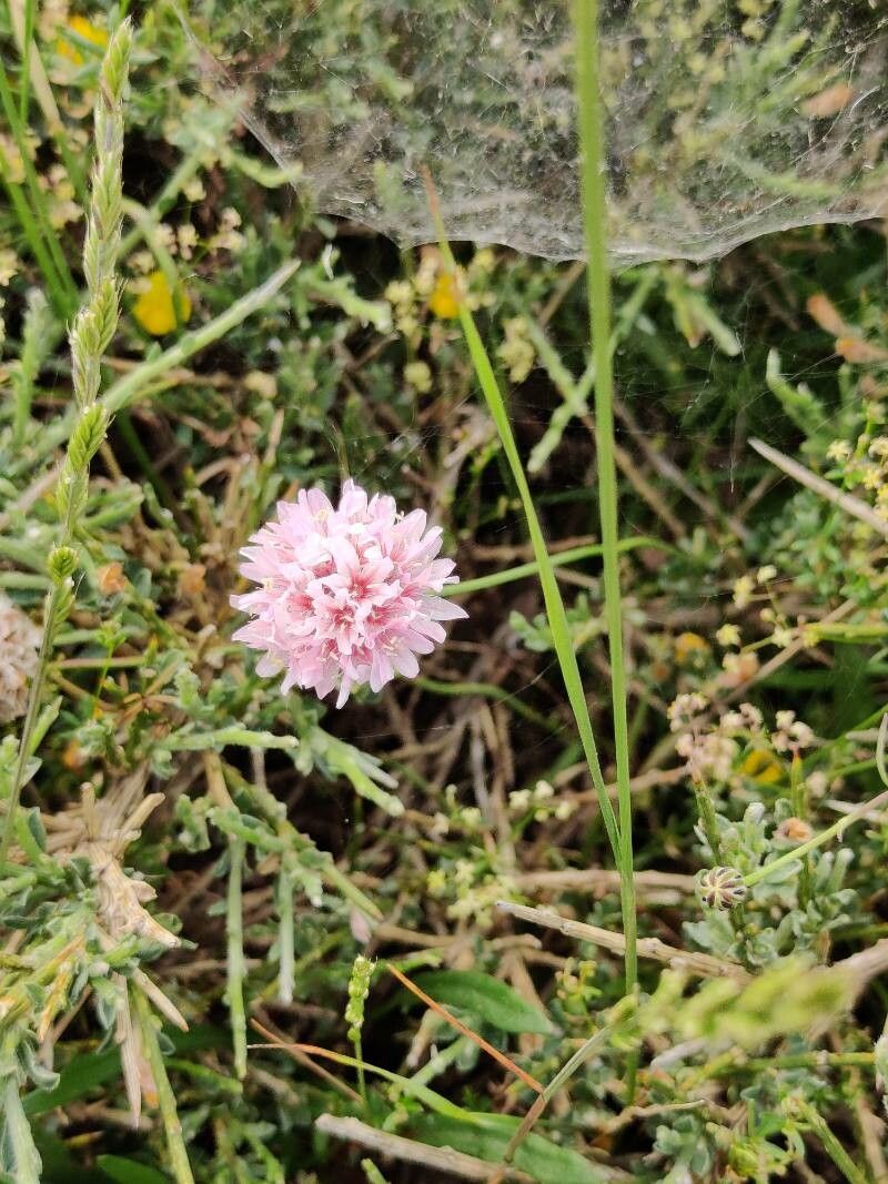Armeria soleirolii habit