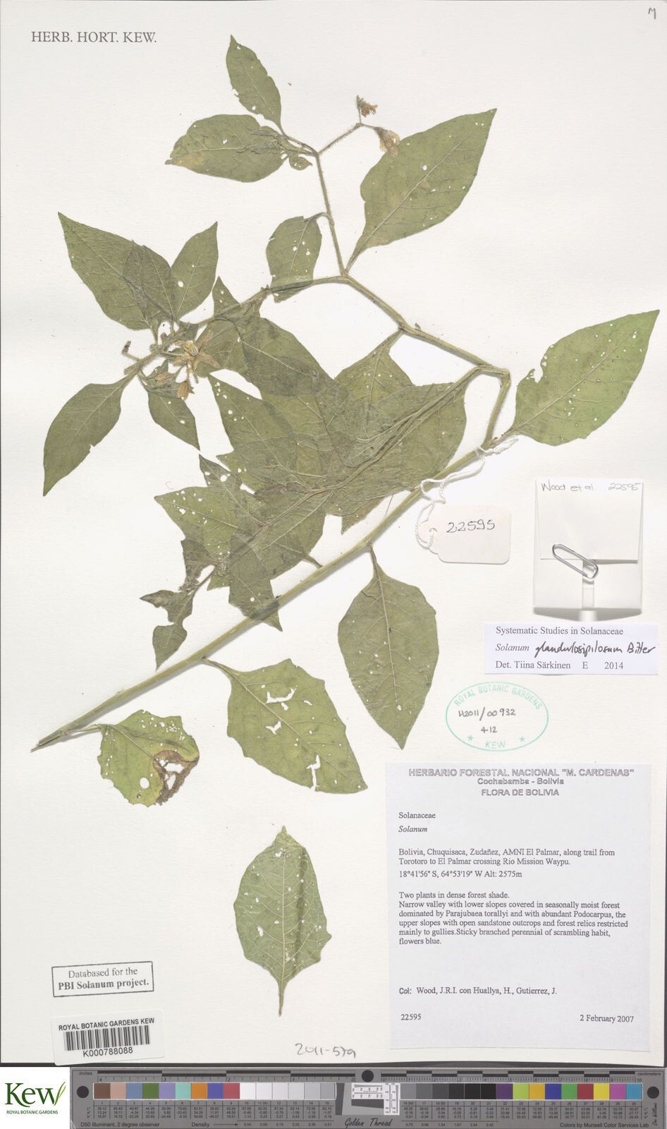 Solanum glandulosipilosum — houseplant care guide