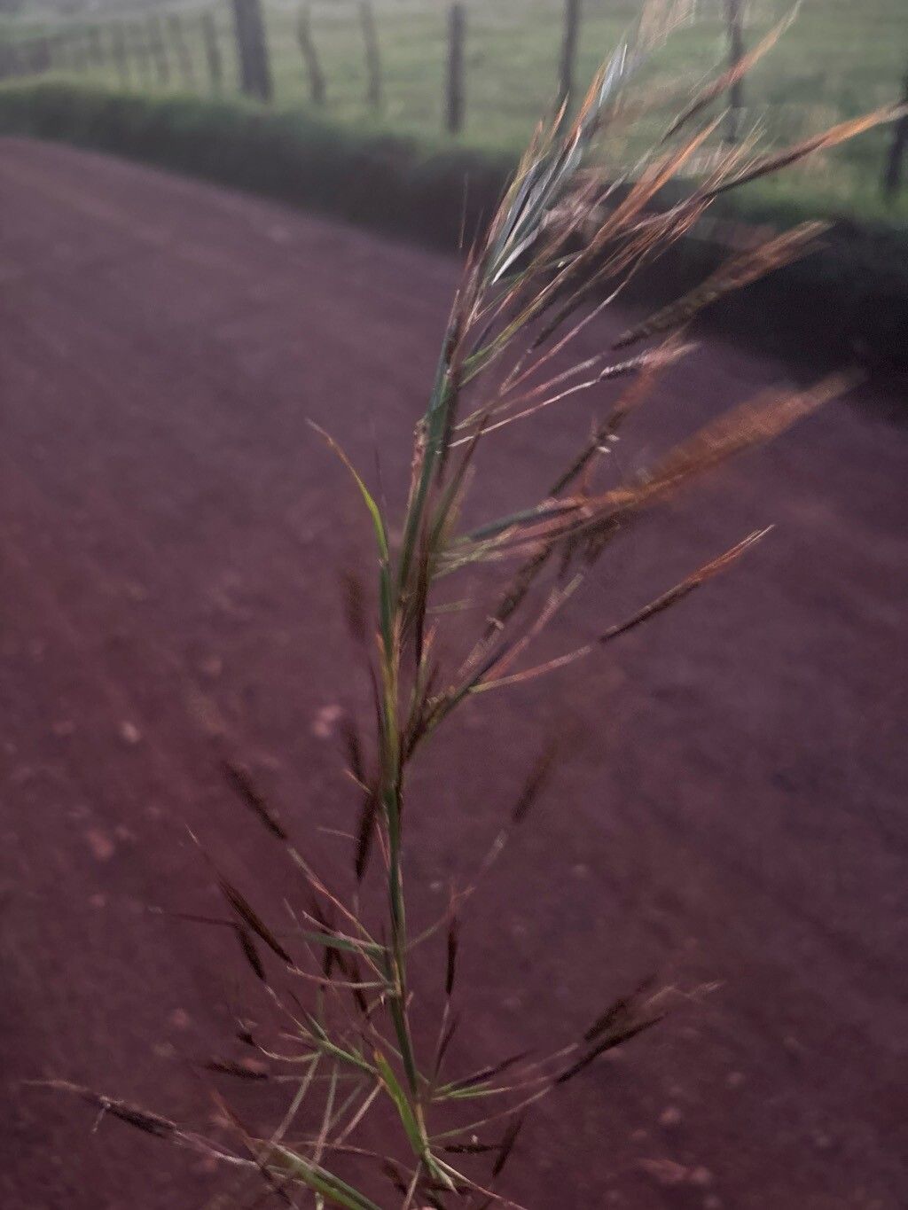 Hyparrhenia rufa leaf