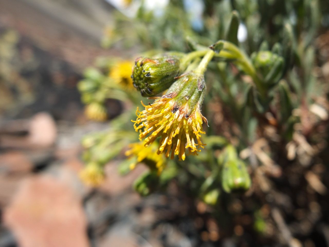 Senecio rufescens flower