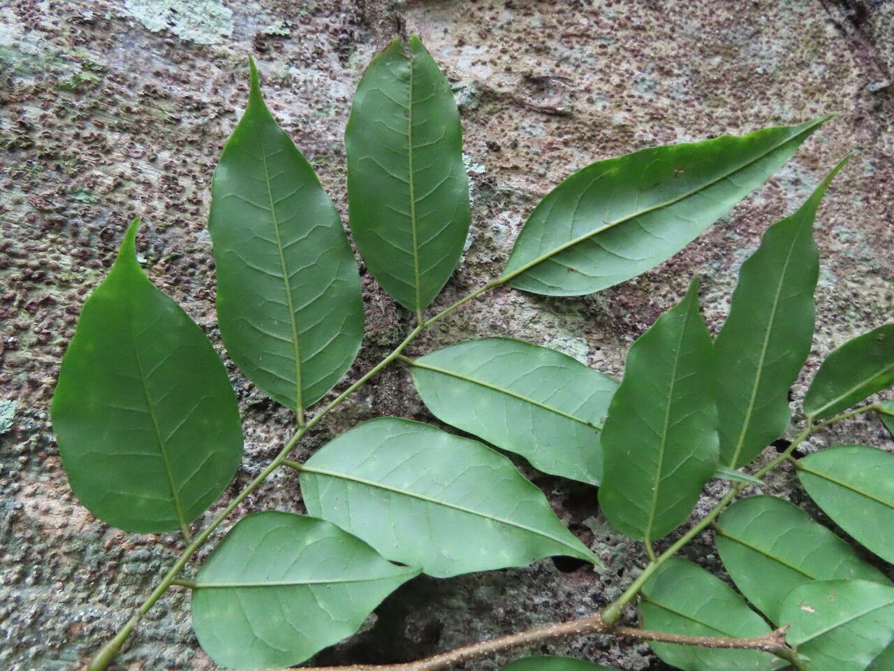 Dialium guianense leaf