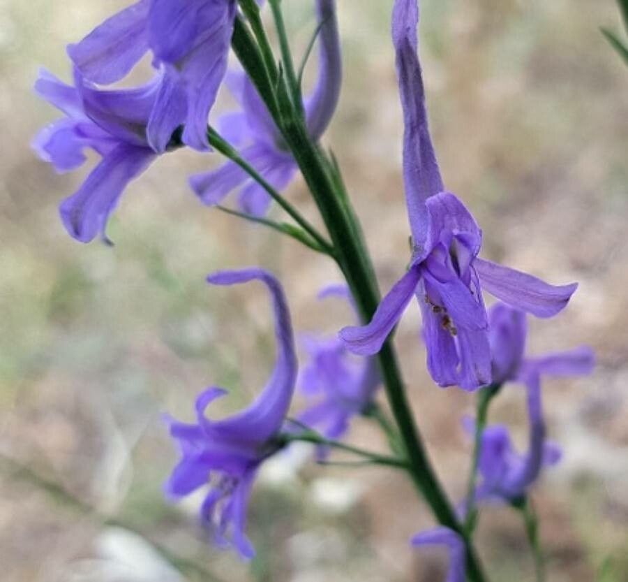 Delphinium verdunense flower