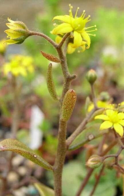 Aichryson dumosum flower